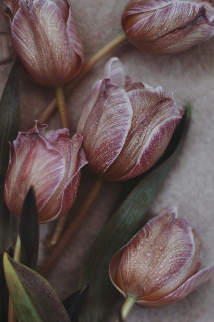 emotional self care represented by beautiful flowers