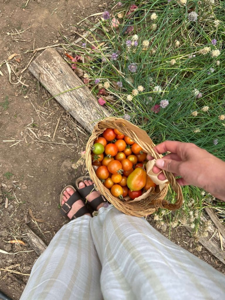 Person harvesting ripe cherry tomatoes in a garden basket, a classic grandma gardening hobby.